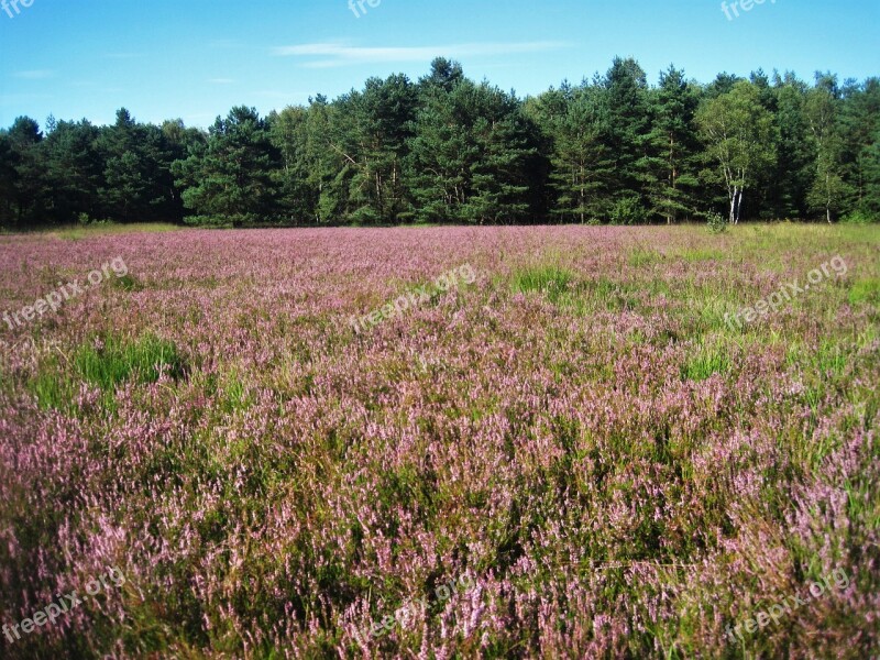 Heathland Heather In Bloom Heide Landscape