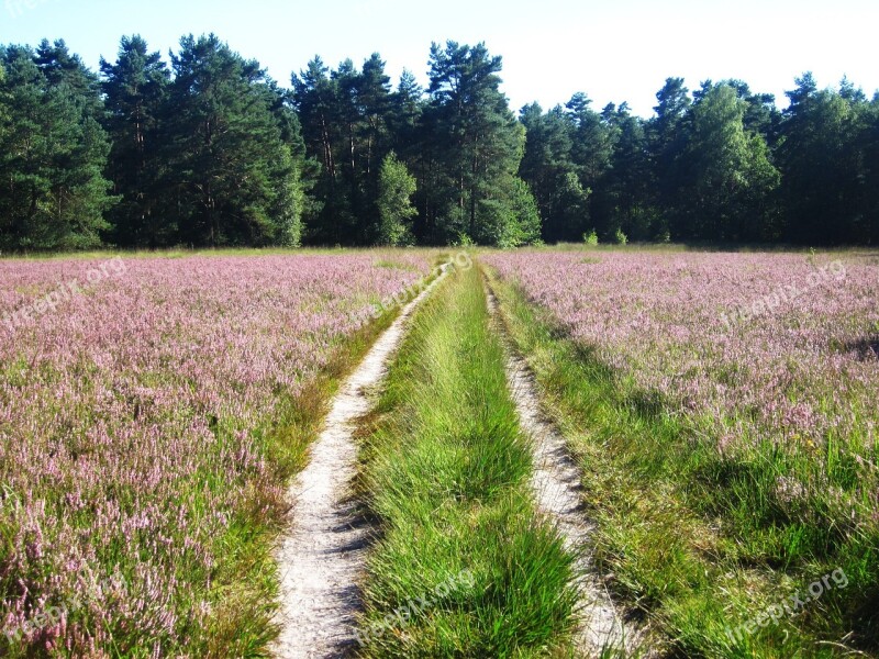 Heather Lane Heathland Heather In Bloom Heide