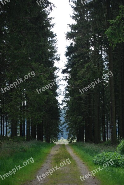 Nature Forest Tree Walking Path Road