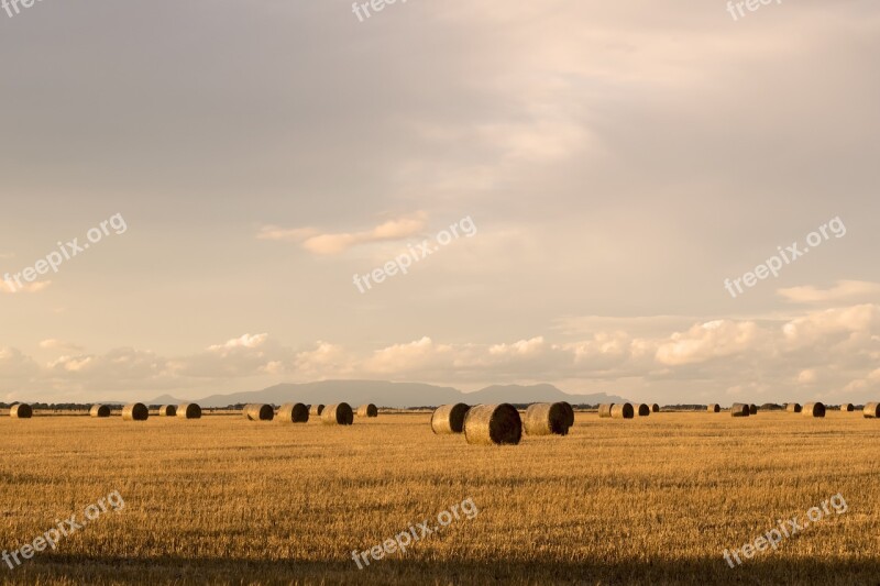 Hay Bales Straw Crop Field