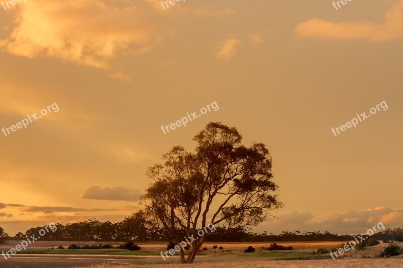 Sunset Tree Silhouette Dramatic Sky