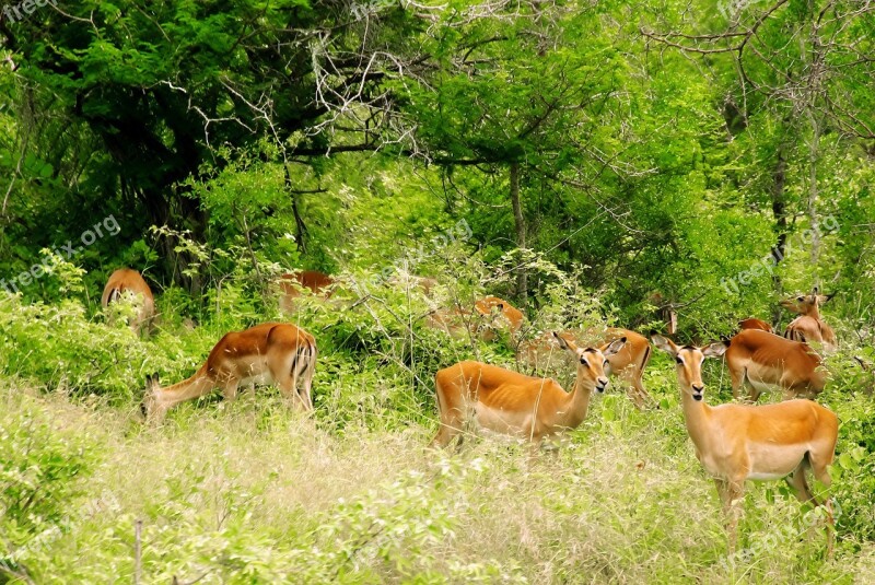 South Africa Kruger Park Impalas Antelopes Wild