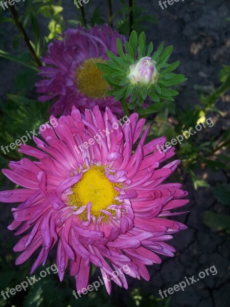 Aster Summer Garden Flower Nature