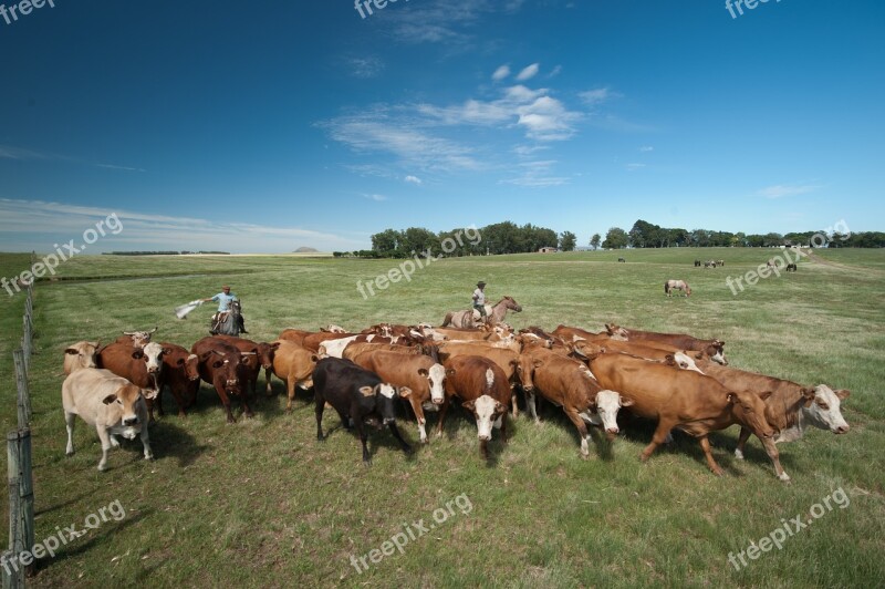 Cattle Boi Field Pasture Cows