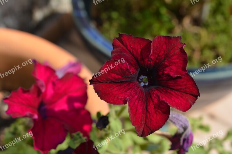 Flower Petunia Red Blossom Bloom