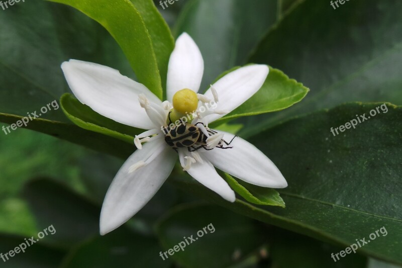 Insect Flower Orange Tree Free Photos