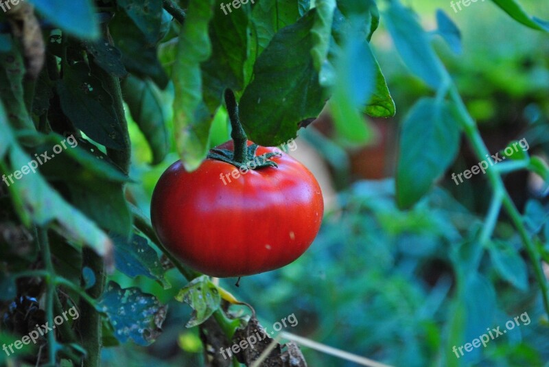 Tomato Fresh Vine Growing Vegetable