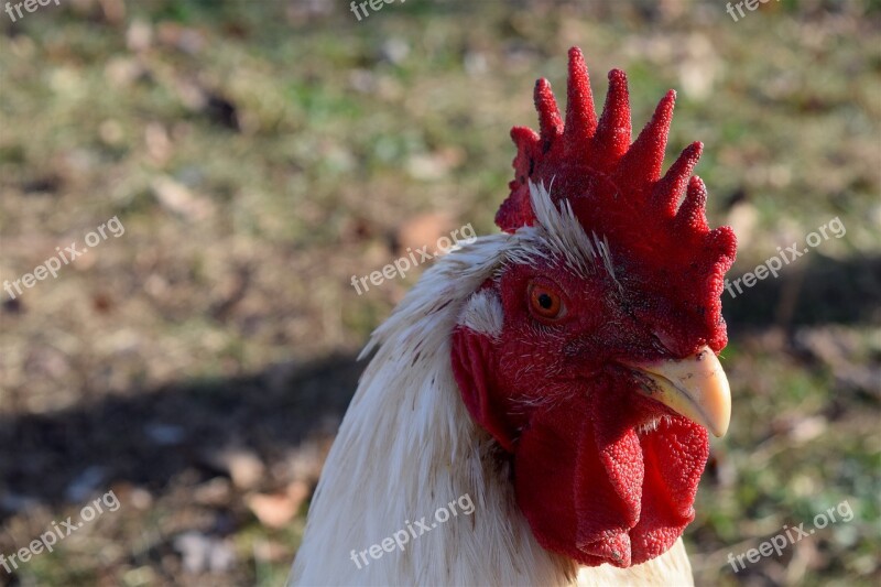 Rooster Bird Farm Red Chicken