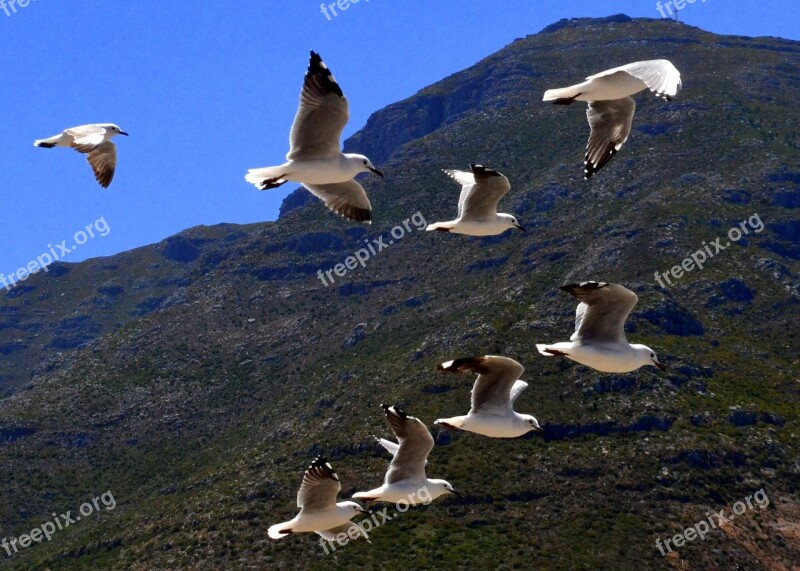 Nature South Africa Mountain Seagulls Flight