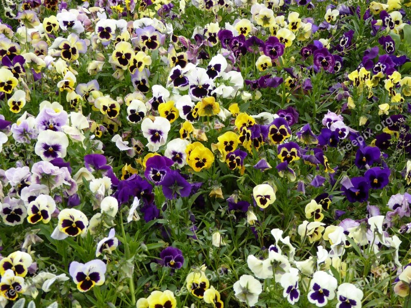 Pansies Bloom Flowers Meadow Free Photos