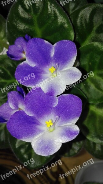 Violets Flowers House Free Photos