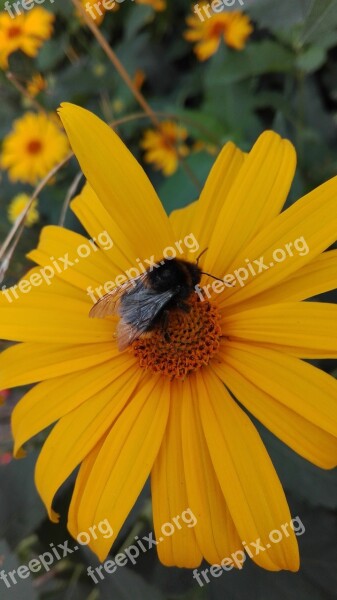 Bumblebee Flowers Nature Insect Free Photos