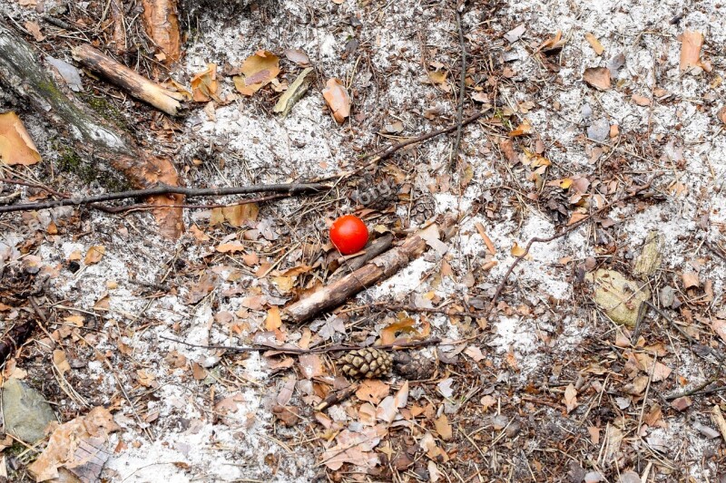 Tomato Rest Picnic Ground Sand