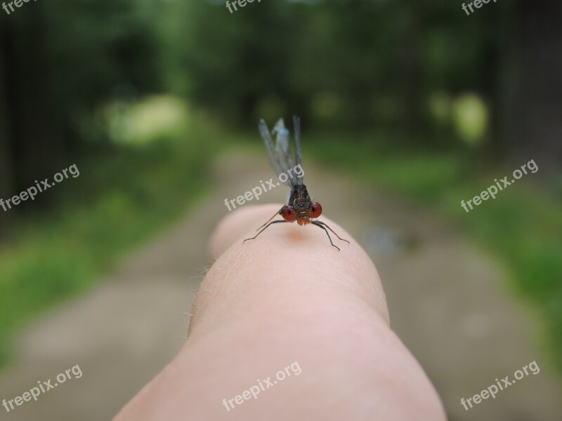 Dragonfly Nature Insect Summer Water