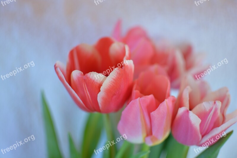 Flowers Tulip Bright Spring Handsomely