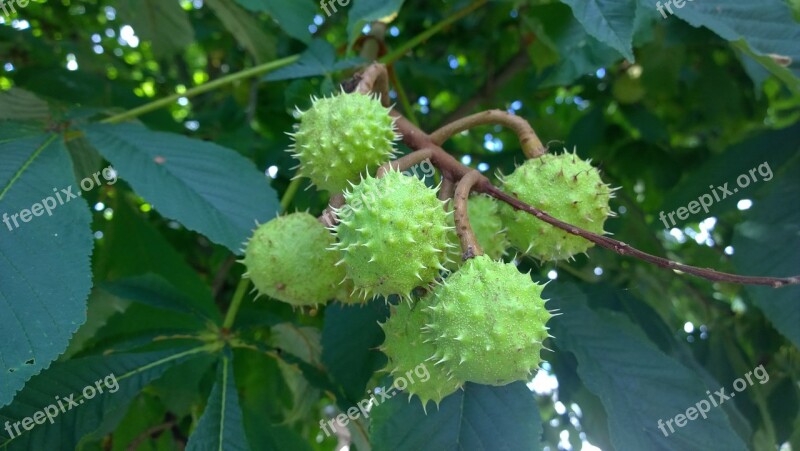 Chestnut Green Tree Plant Chestnut Tree