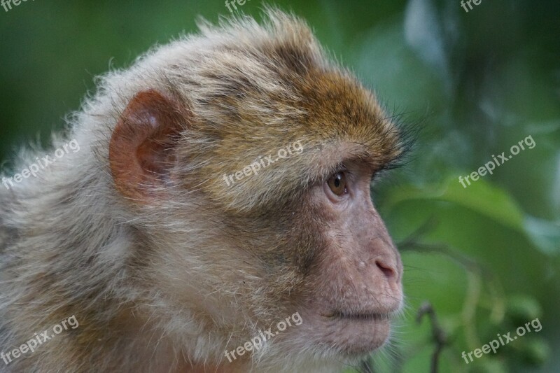 Barbary Ape Old World Monkey Primates Pavia Like Omnivore