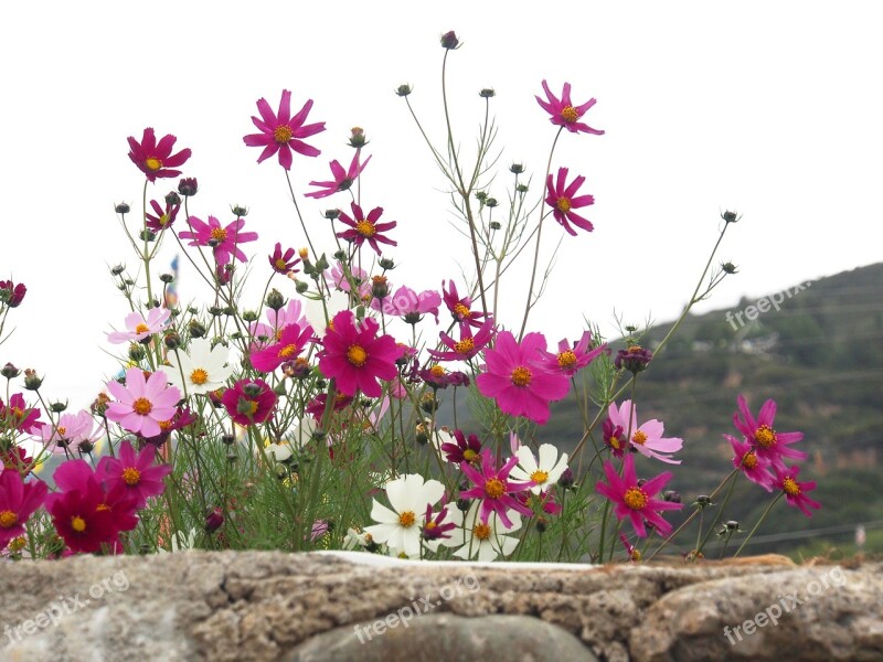 Sichuan Gesanghua Cangzhai Cosmos Qiang