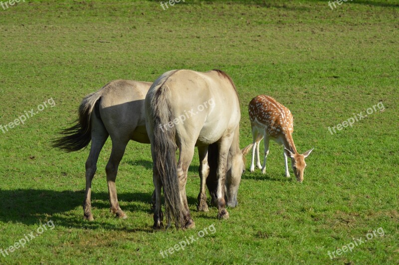 Horses Suede Belgium Free Photos