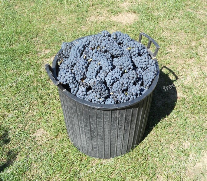 Black Grapes Vines Merlot Harvest Free Photos