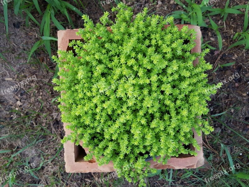 Plant In A Pot Garden Green Nature A Garden Plant