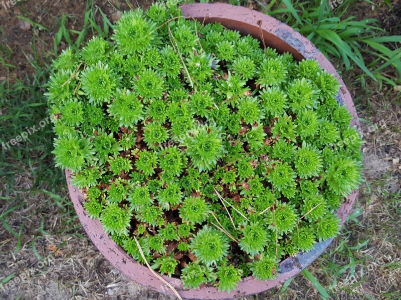 Plant In A Pot Garden Green Nature A Garden Plant