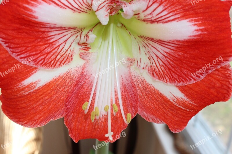 Hibiscus Flower Bloom Tropical Plant