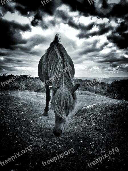 Pony Horse Animal Field Portrait