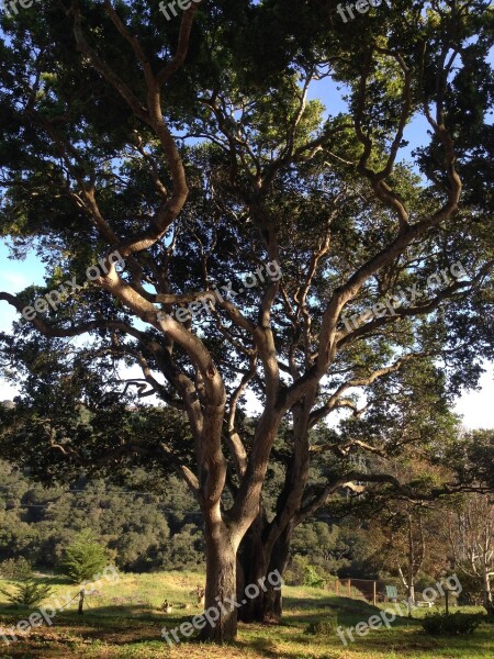 Oak Tree Nature Tree Oak Landscape