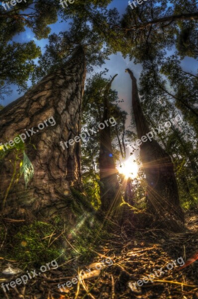 Trees Woods Forest Nature Landscape