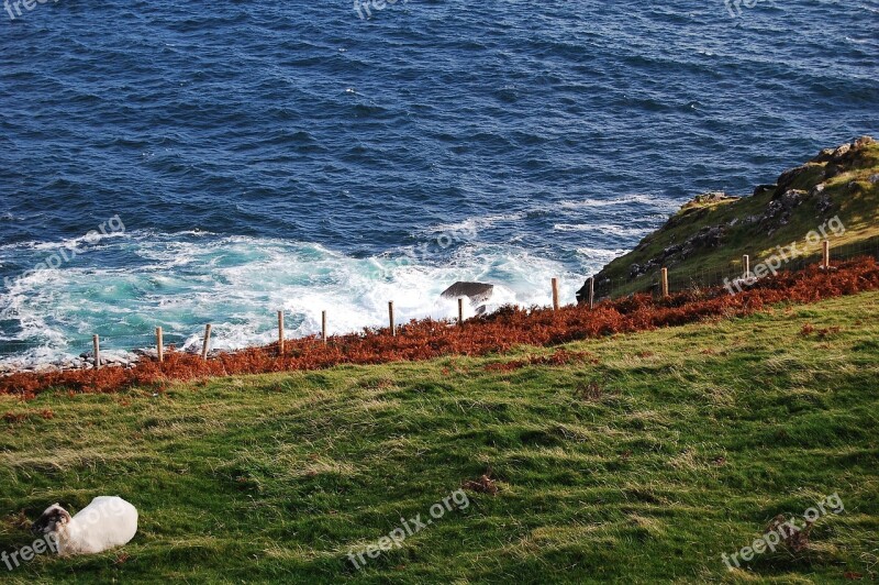 Sheep Sea Grüne Meadow Ireland