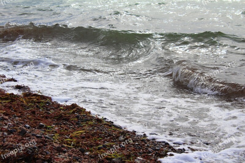 Baltic Sea Beach Wave Stones Seaweed