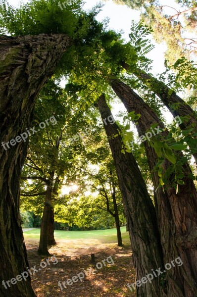 Trees Woods Forest Nature Landscape