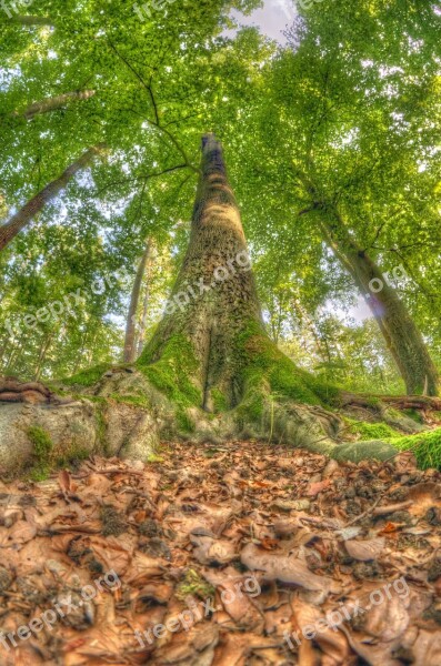 Trees Woods Forest Nature Landscape