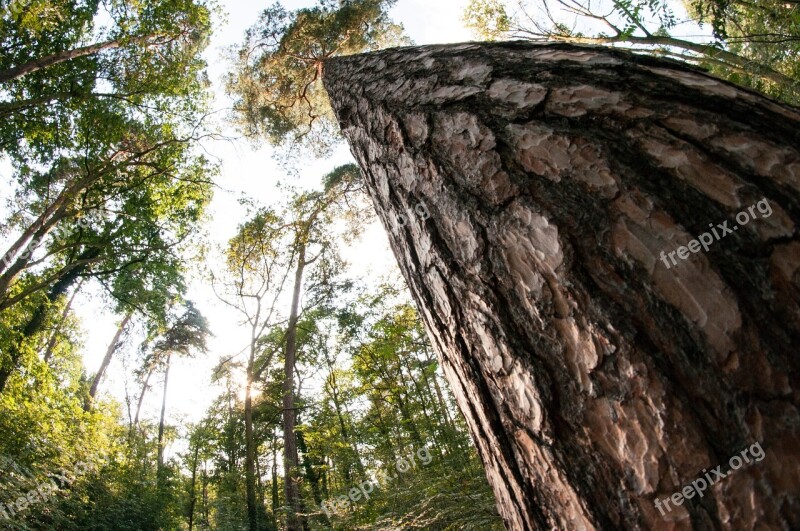 Trees Woods Forest Nature Landscape