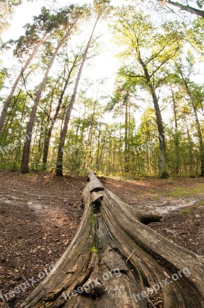 Trees Woods Forest Nature Landscape