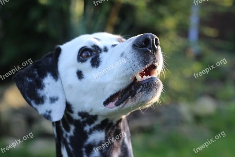 Dalmatians Dog Animal Head Animal Portrait