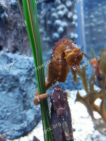 Seahorse Aquarium Underwater Marine Free Photos