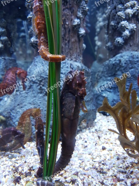 Seahorse Aquarium Underwater Marine Free Photos