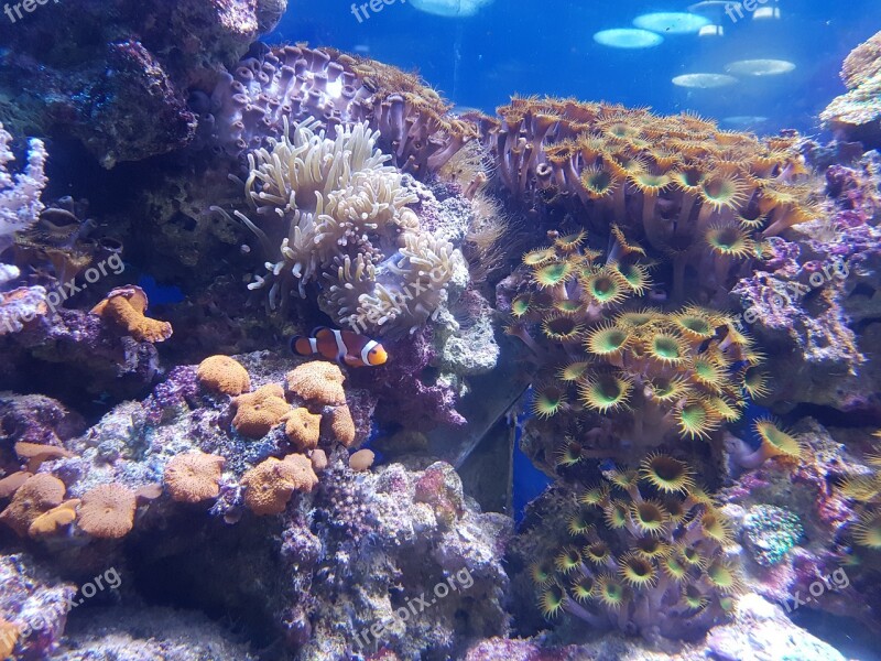 Nemo Fish Coral Tropical Aquarium