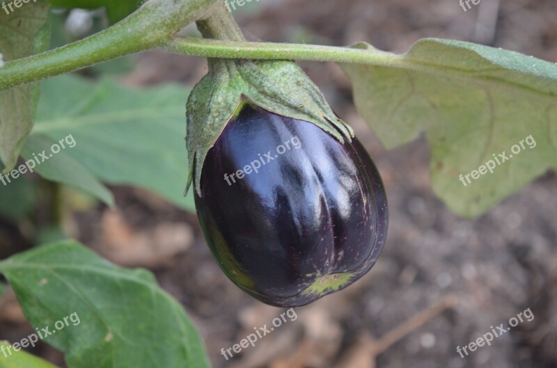 Eggplant Harvest Organic Summer Vegetable