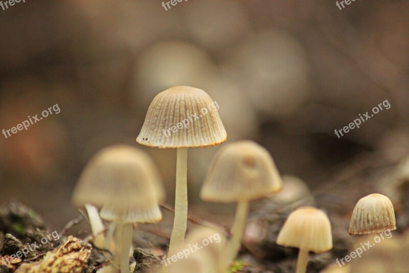 Mushrooms Forest Nature Autumn Forest Floor