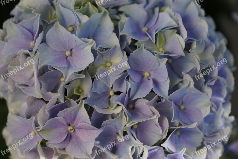 Flower Purple Hydrangea Spring Fragrance