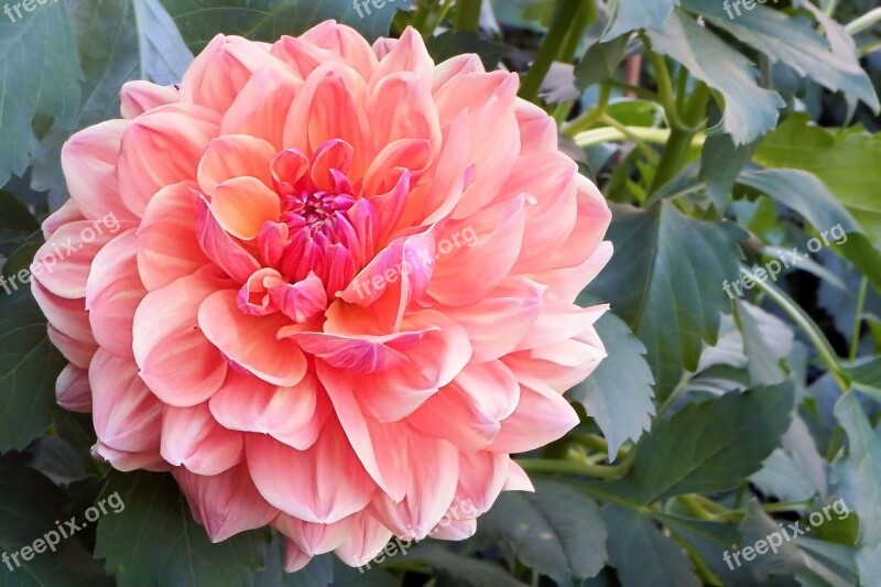 Dahlia Blossom Bloom Flower Garden Plant