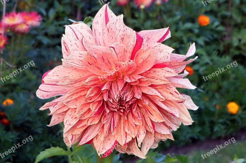 Dahlia Blossom Bloom Flower Garden Plant