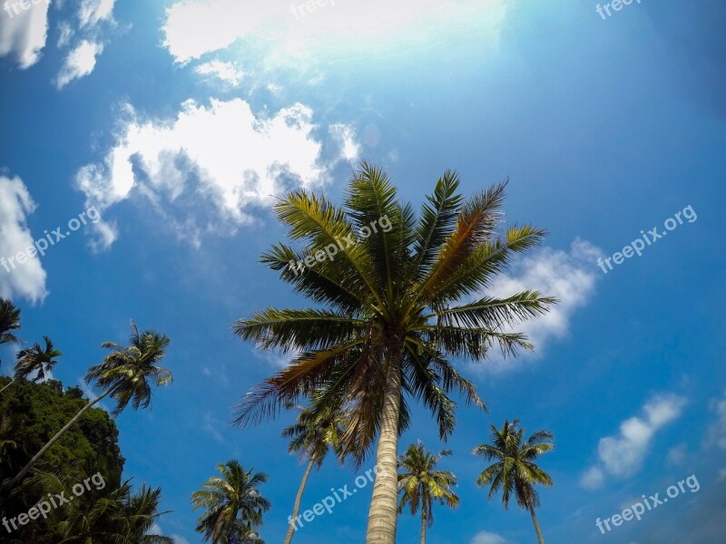 Blue Sky Palm Tree Palms Beach Tree