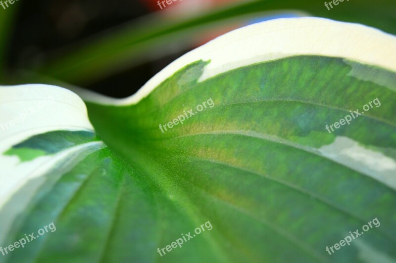 Plantain Lily Hosta Minute Man Leaf Variegated