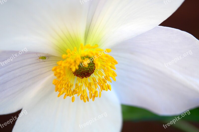 Anemone White Flower Bloom Petals