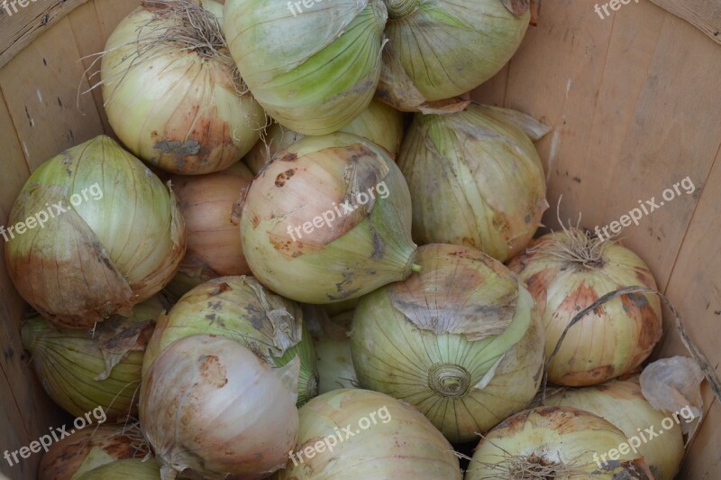 Onions Vegetables Raw Food Fresh