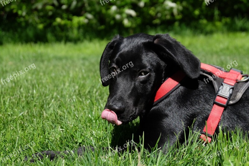 Dog Black Labrador Fred Black Dog